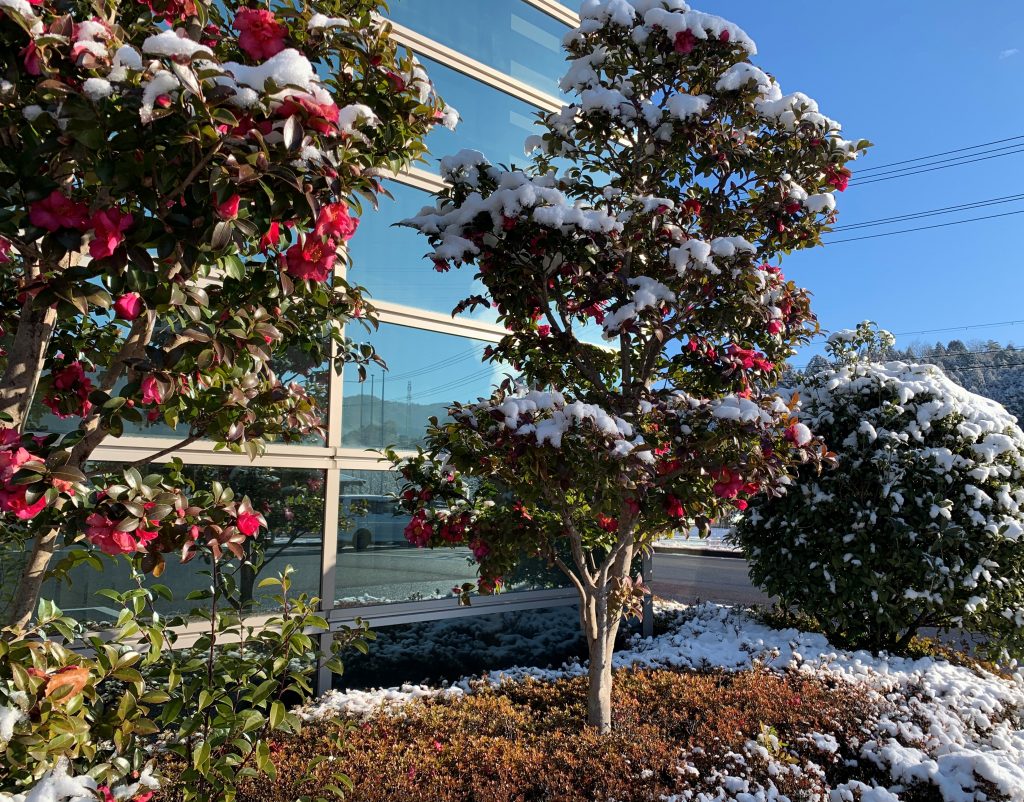 雪が積もりました